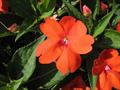 Impatiens hawkeri